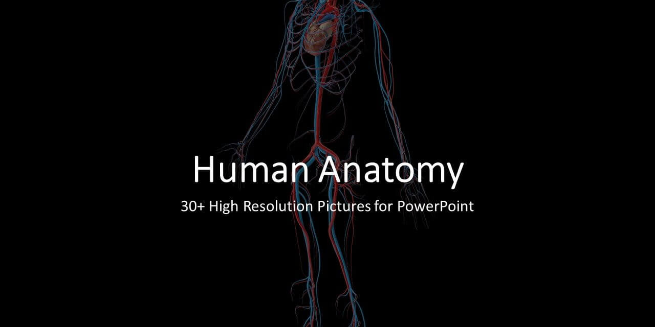 Download 30+ Human Anatomy High Resolution Images For With Powerpoint Template Resolution