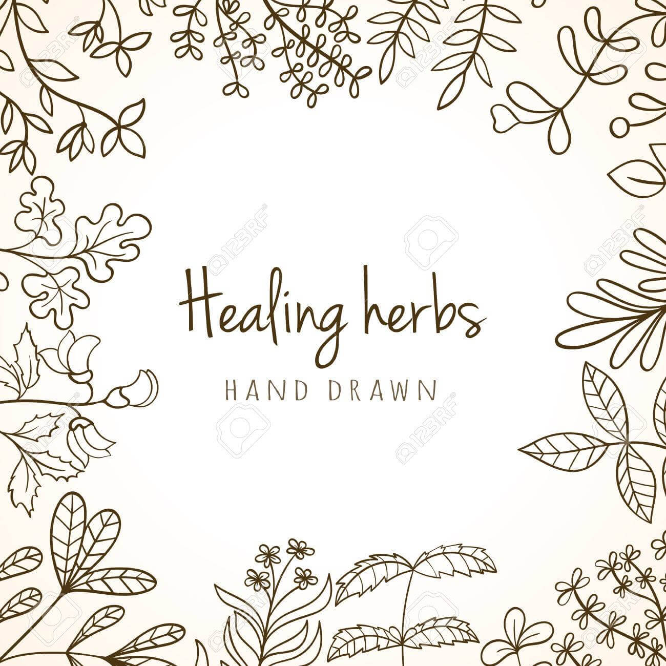 Hand Drawn Vintage Background Of Medicinal Organic Healing Herbs. Vector  Medical Plants And Herbal Botanical Flowerelements Can Be Used For Banner With Med Card Template