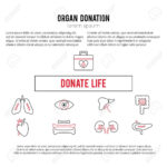Vector Square Banner Template. Organ Donation Thin Line Icons For Organ Donor Card Template